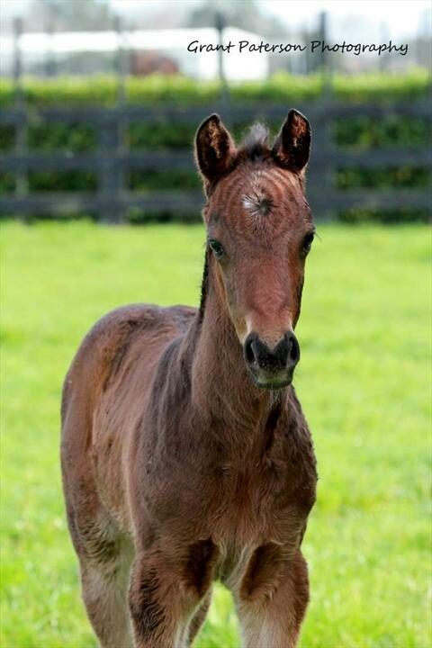 45275 Scarlett Tiger x Darci Brahma 13 28683x102429 28229