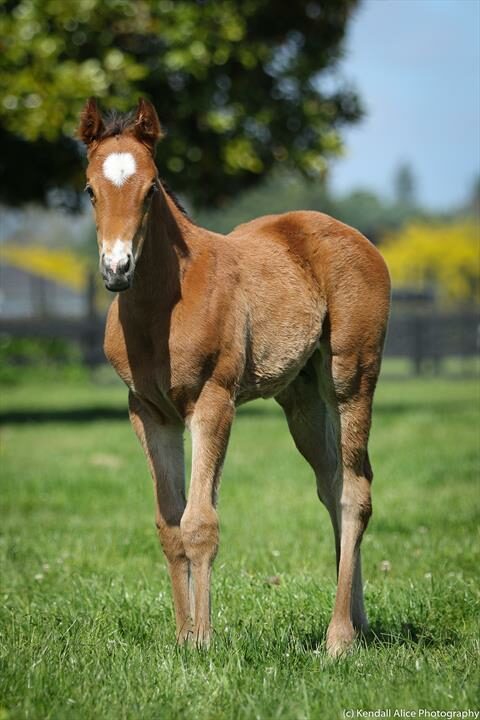 47313 Dance My Dance filly