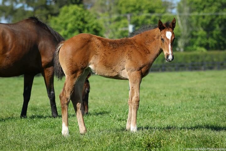 49632 Velvet And Satin filly