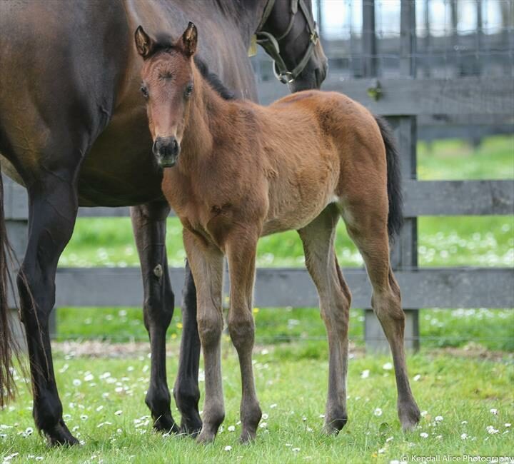 60853 2018 foal Paris