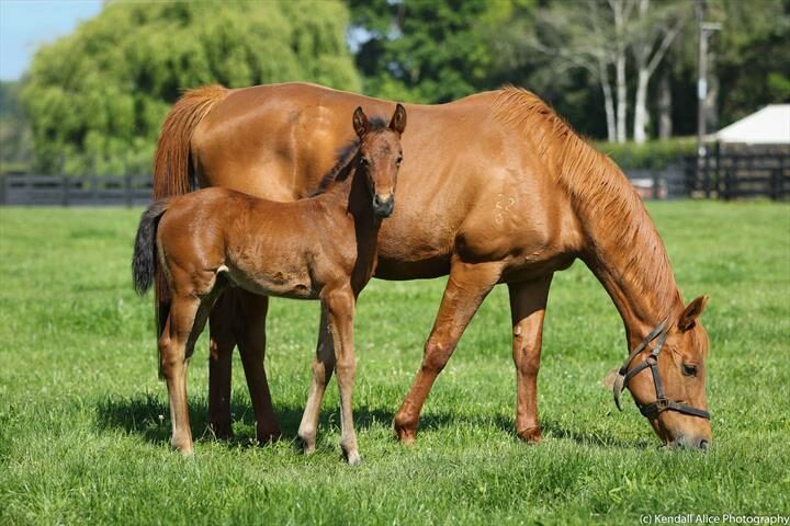 77881 Il Quello Veloce filly