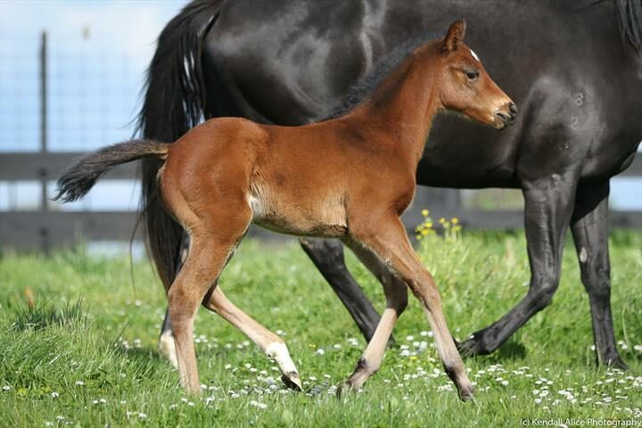 95080 2018 foal Fermentation 2