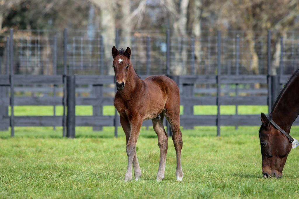 Corinthia foal21