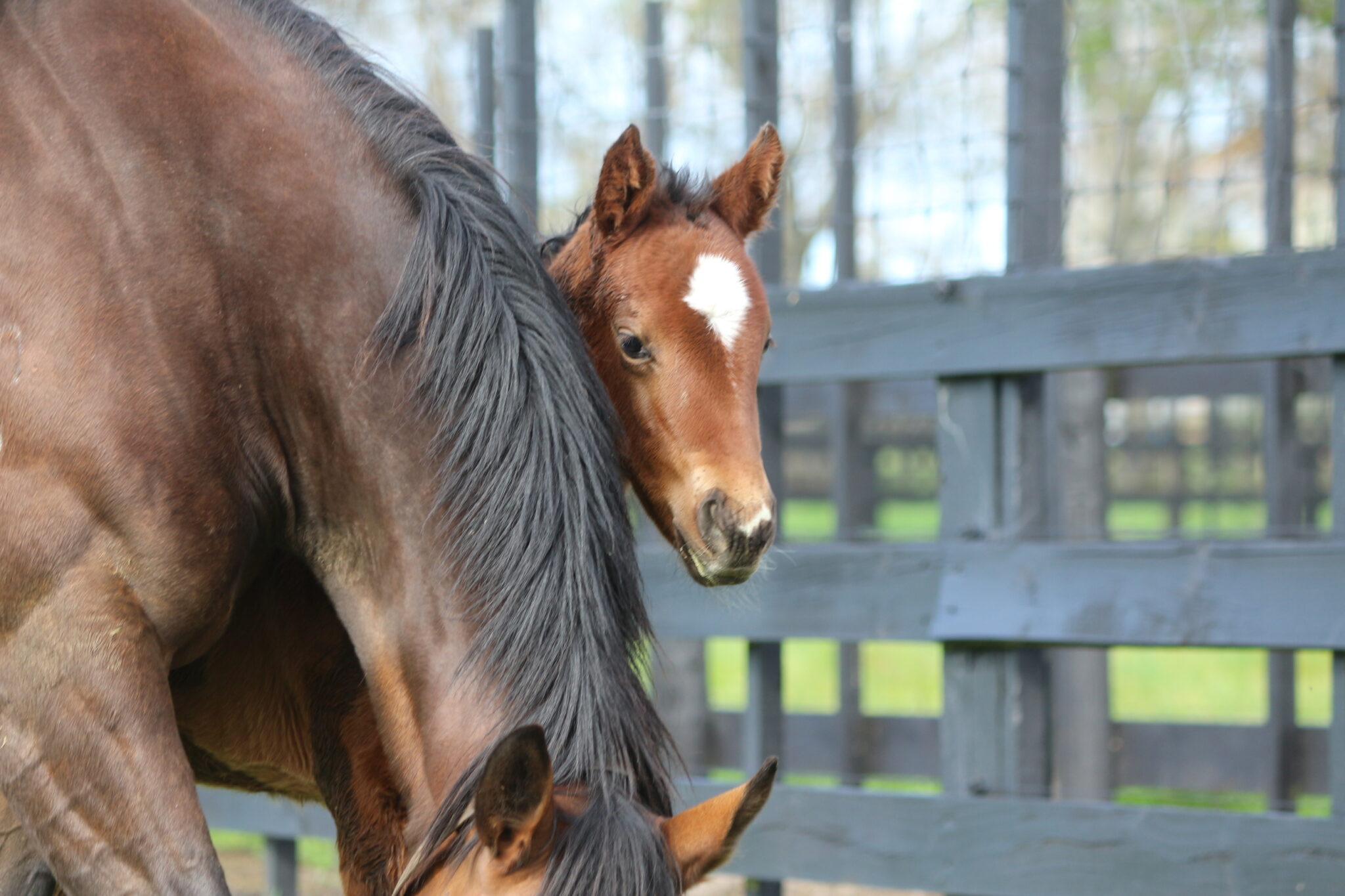 IMG 6150 Tricolore 25