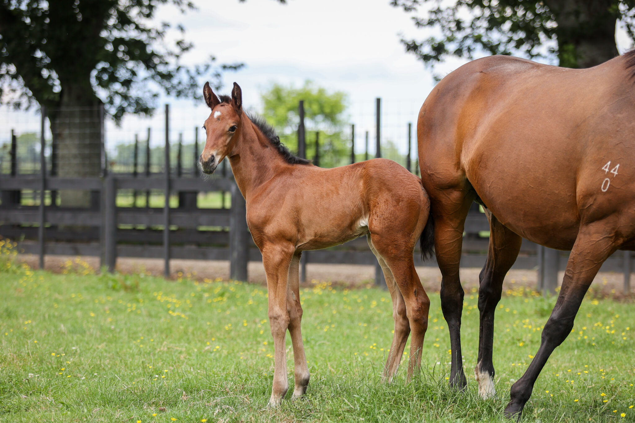 Rasa Lila21 foal
