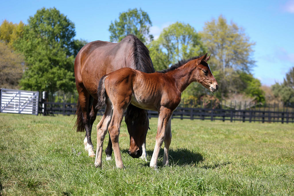 Sopra Tutto Foal21