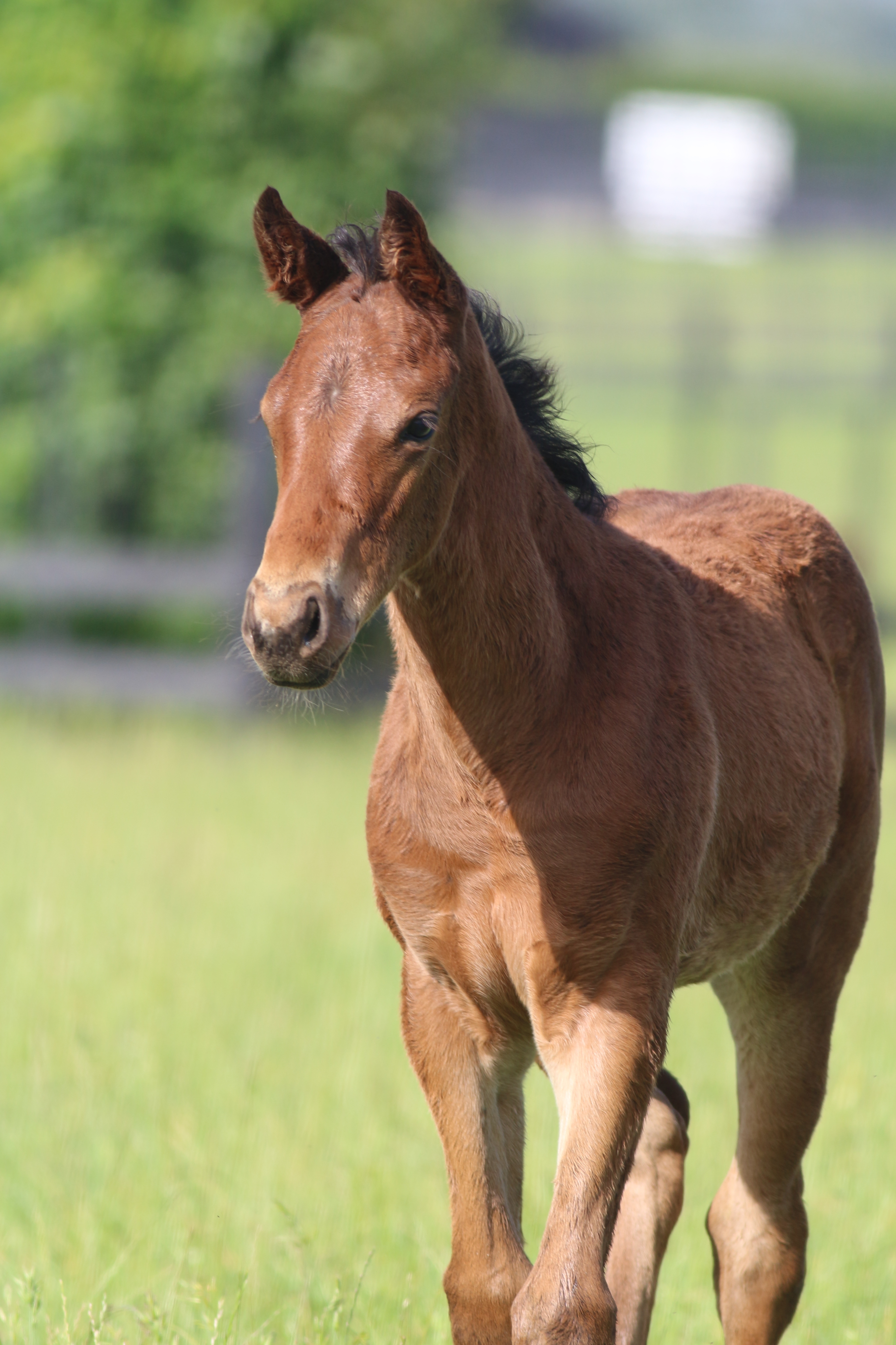 IMG 1080 Beneficent 25 web