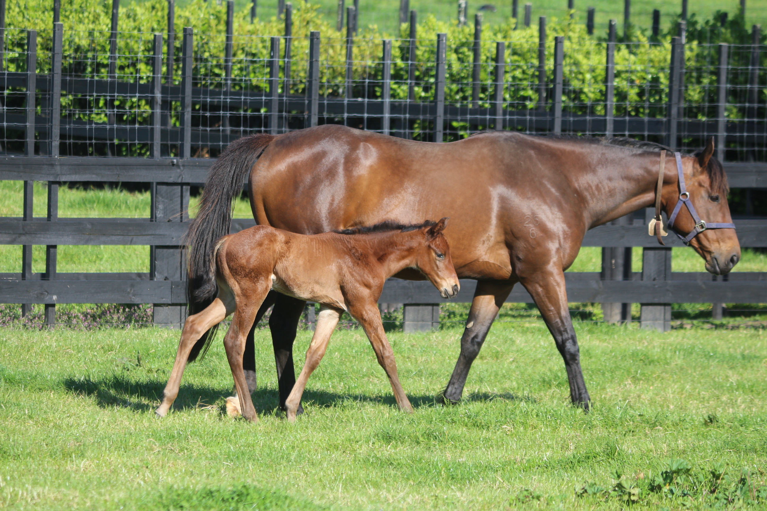 IMG 8975 Lilikoi 25 Super Seth C