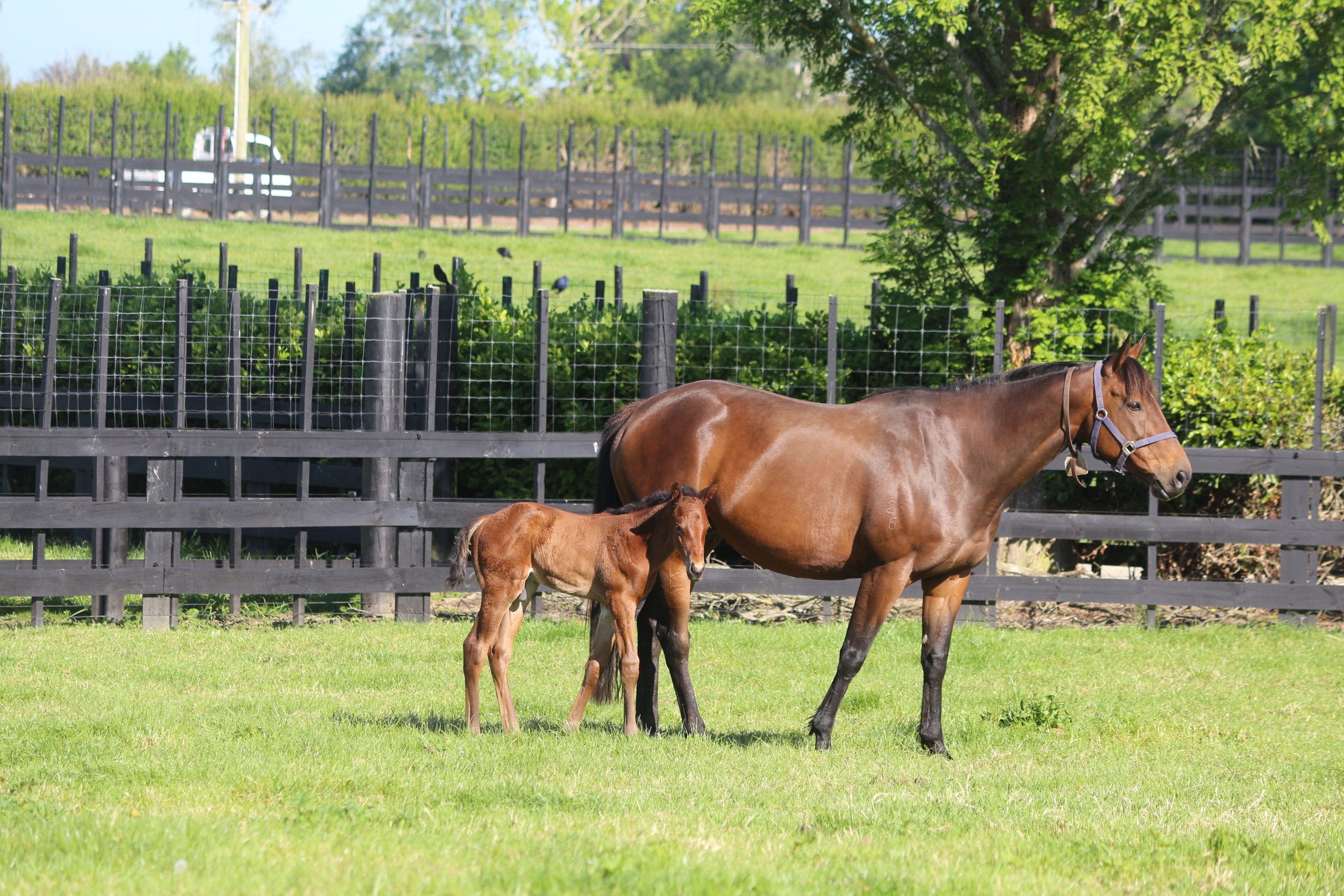 IMG 8981 Lilikoi 25 Super Seth C