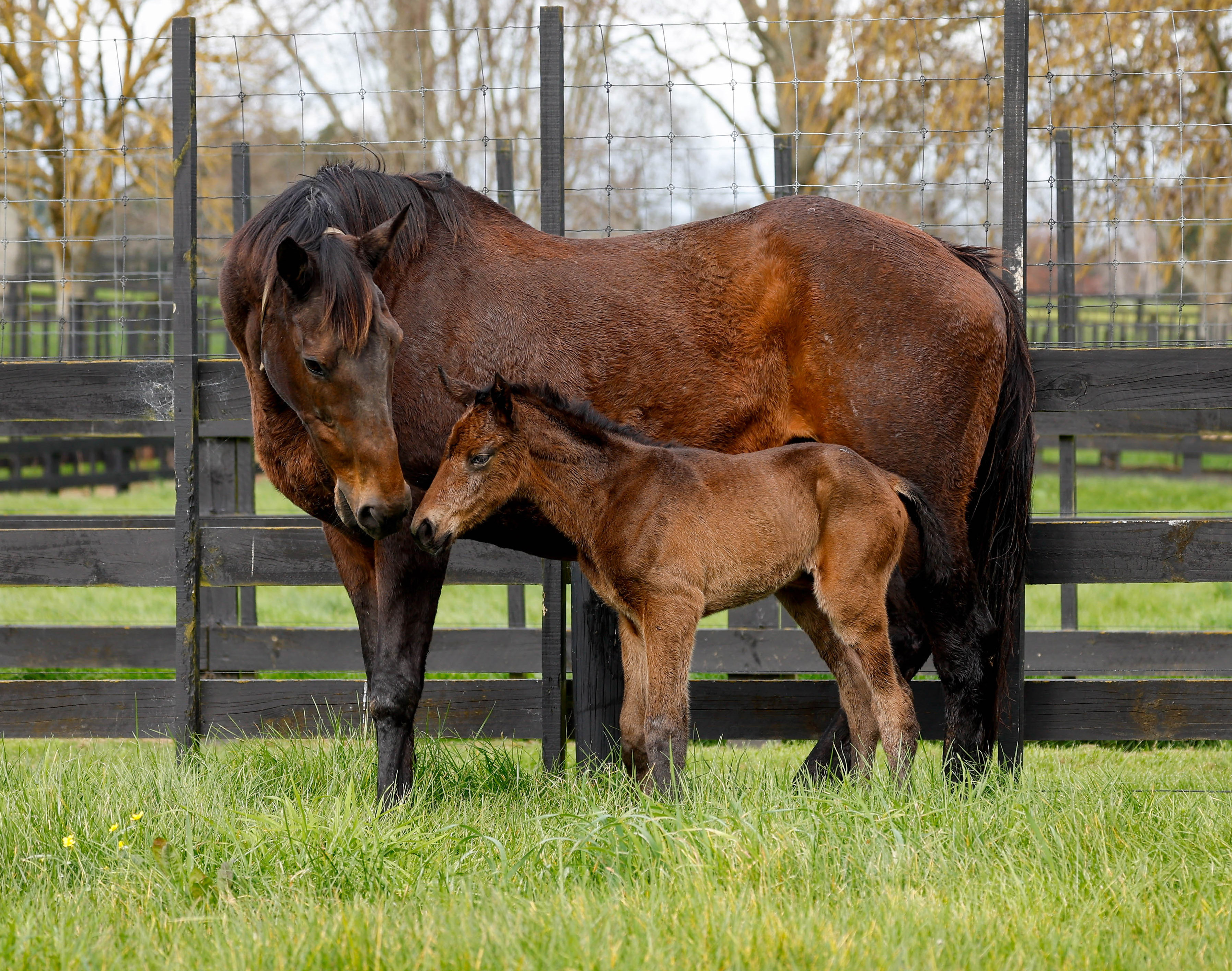 Insouciant 2023 Tarzino filly 1729 cropped