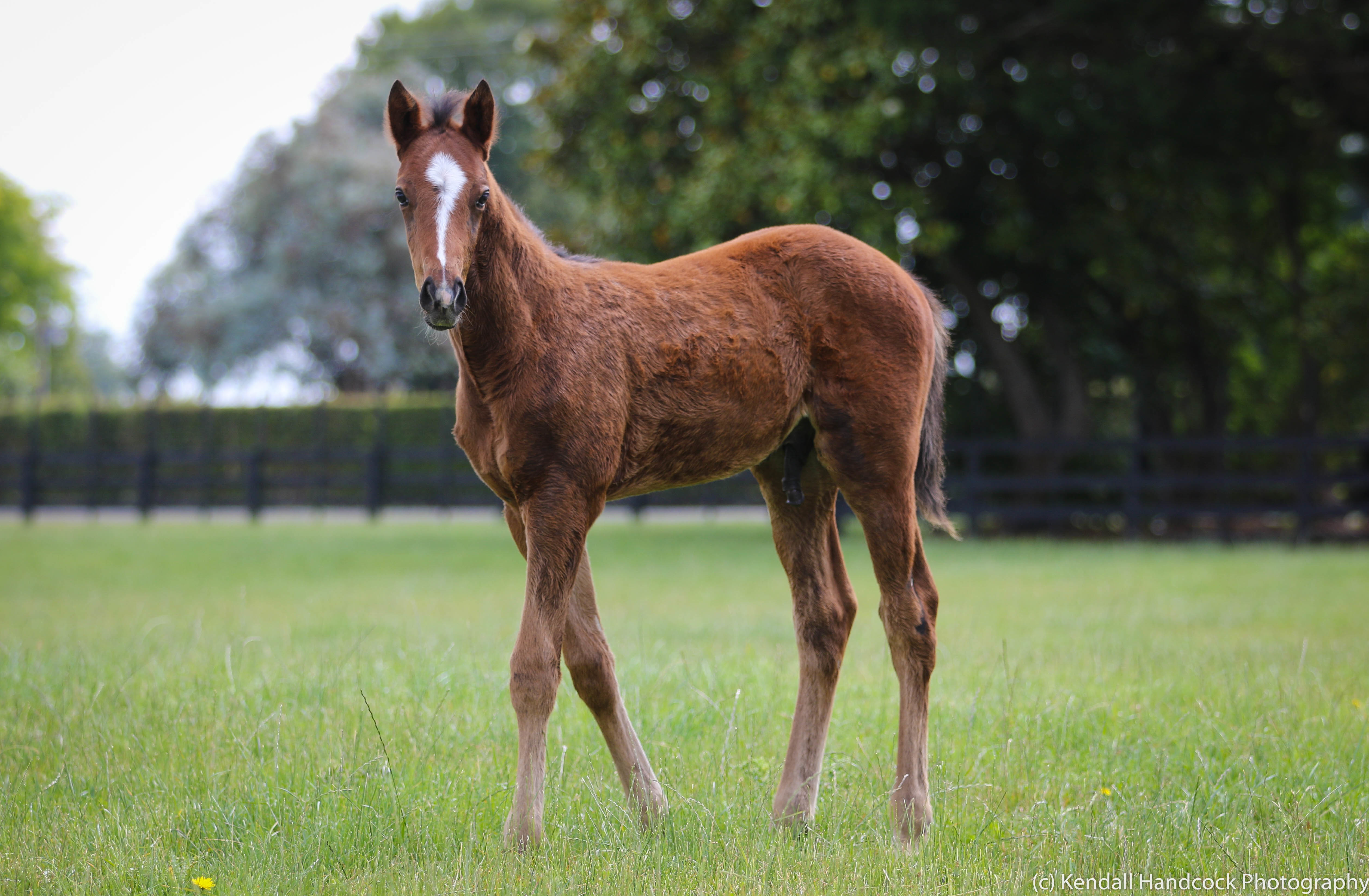 Mojave Aster foal 19 6945