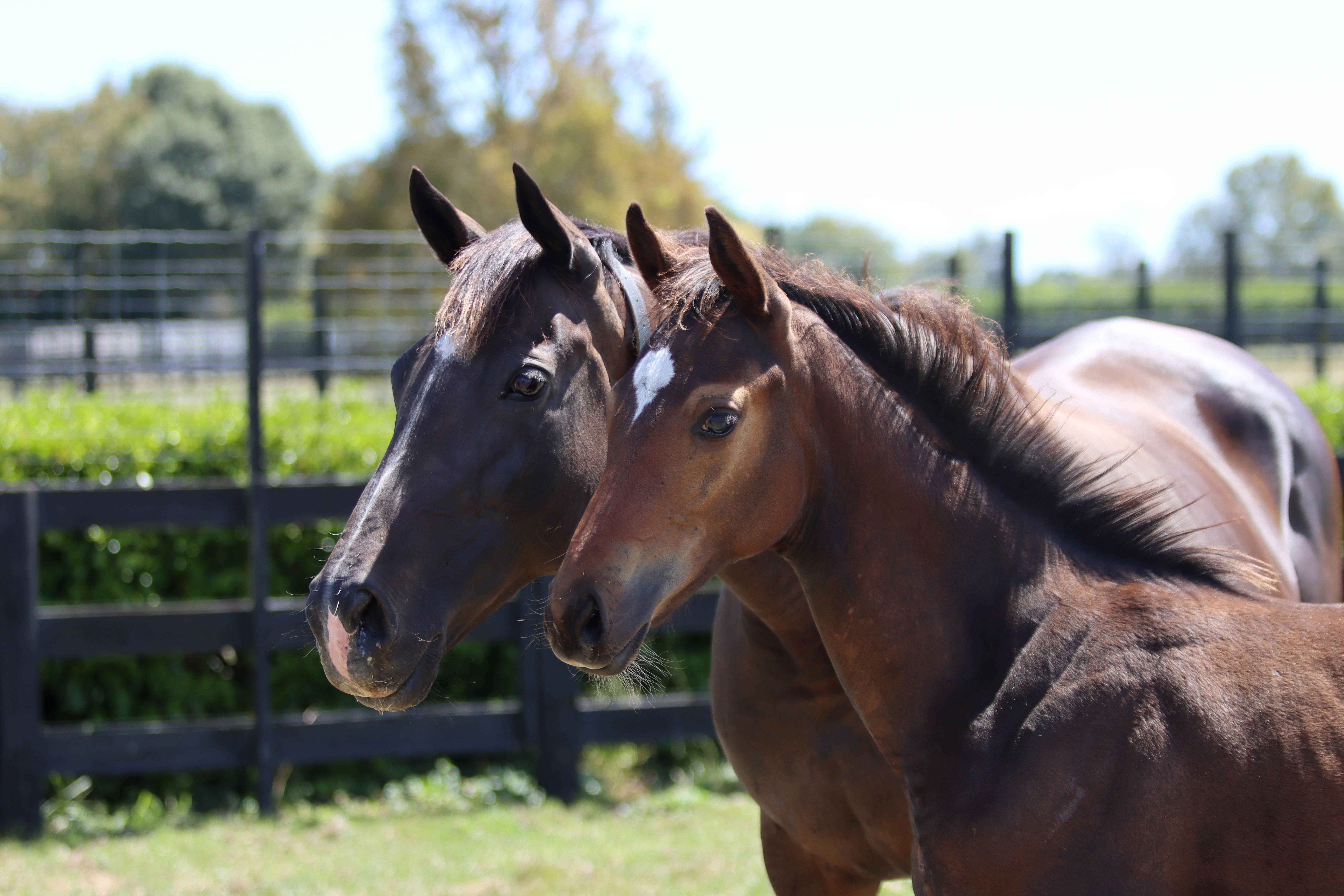 North of Sunsett and 2020 Foal IMG 1365