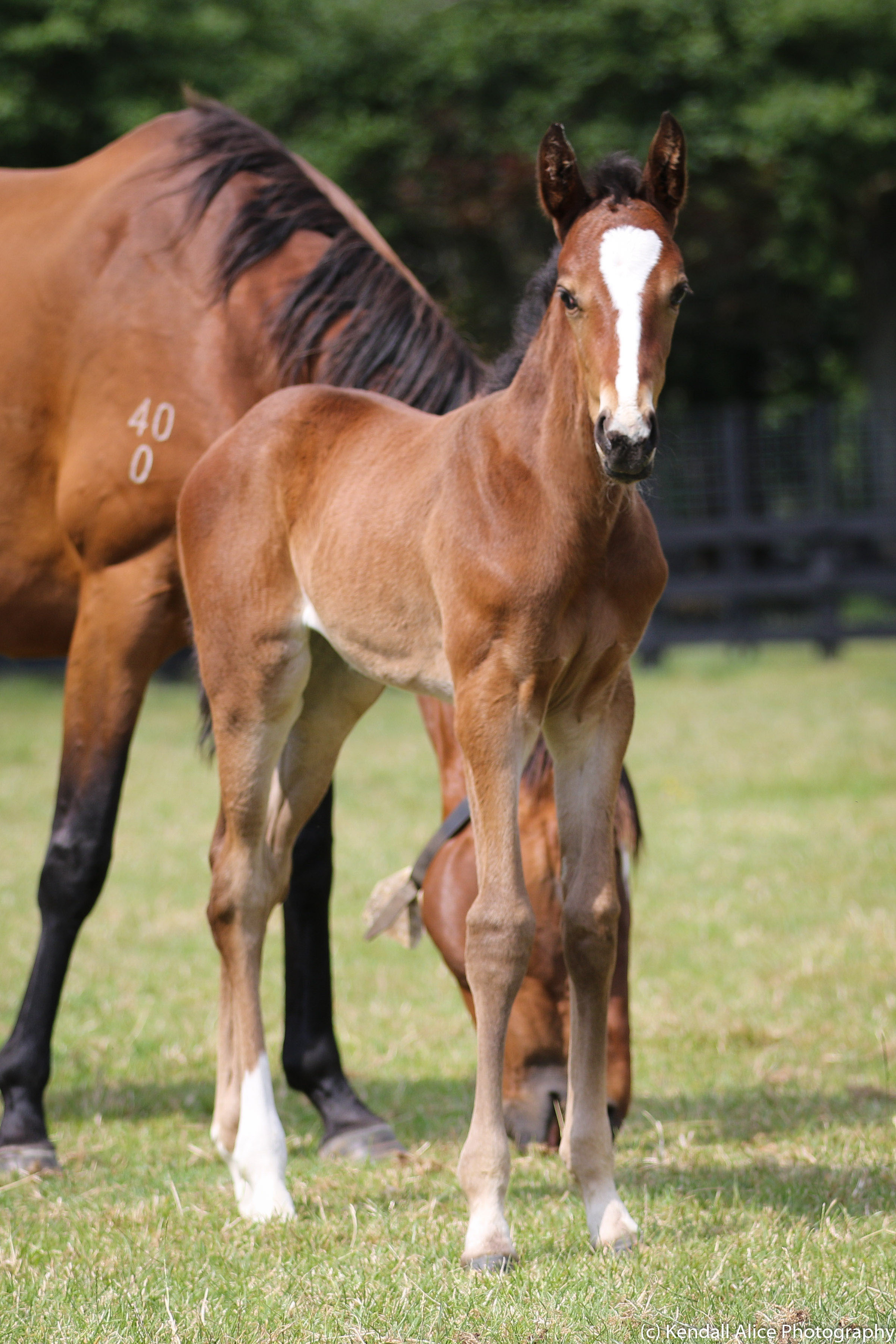 Persuasive foal 19 5733
