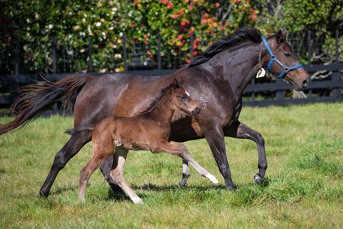 Pinolino mare and 2020 foal