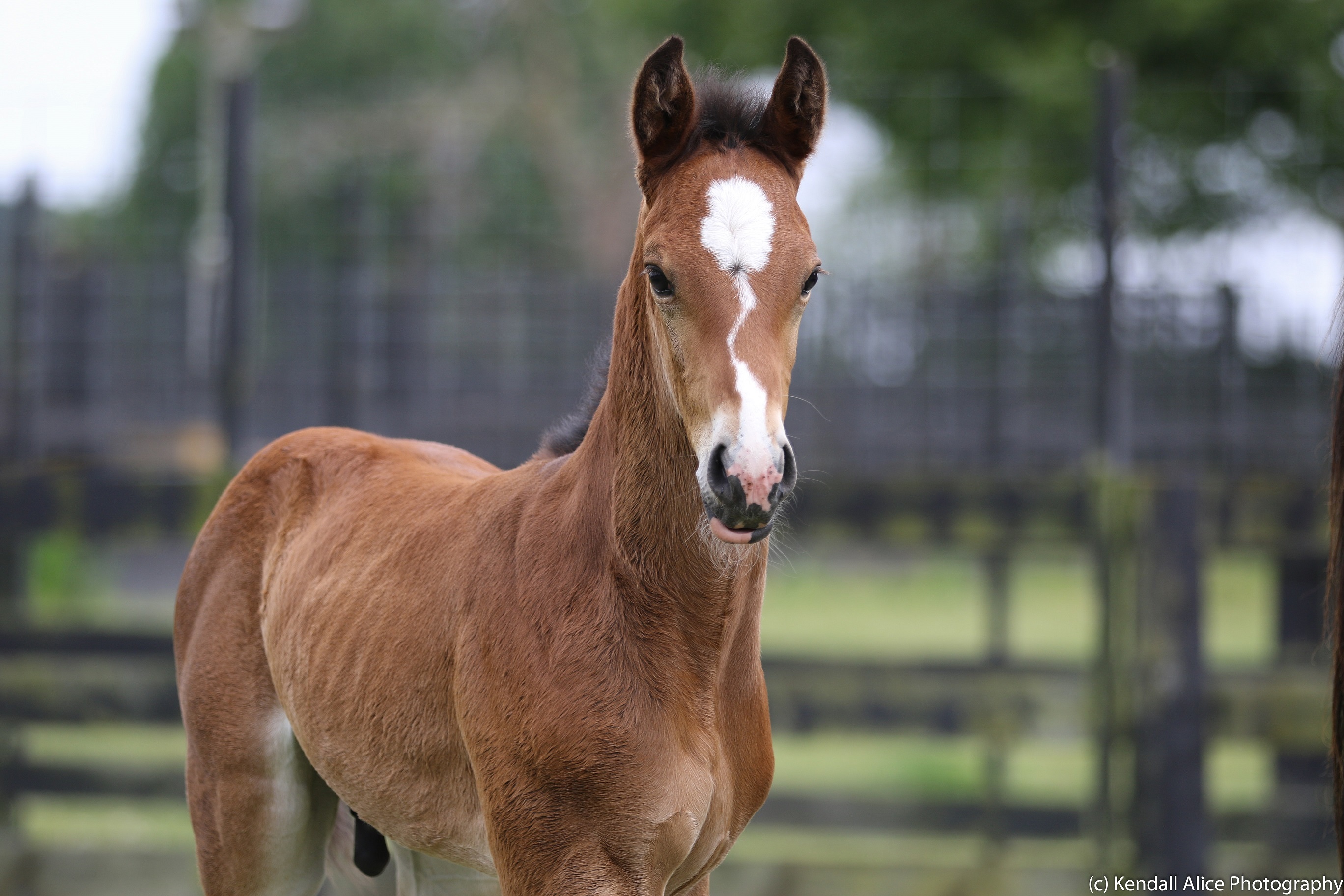 Posavina foal 19 5823