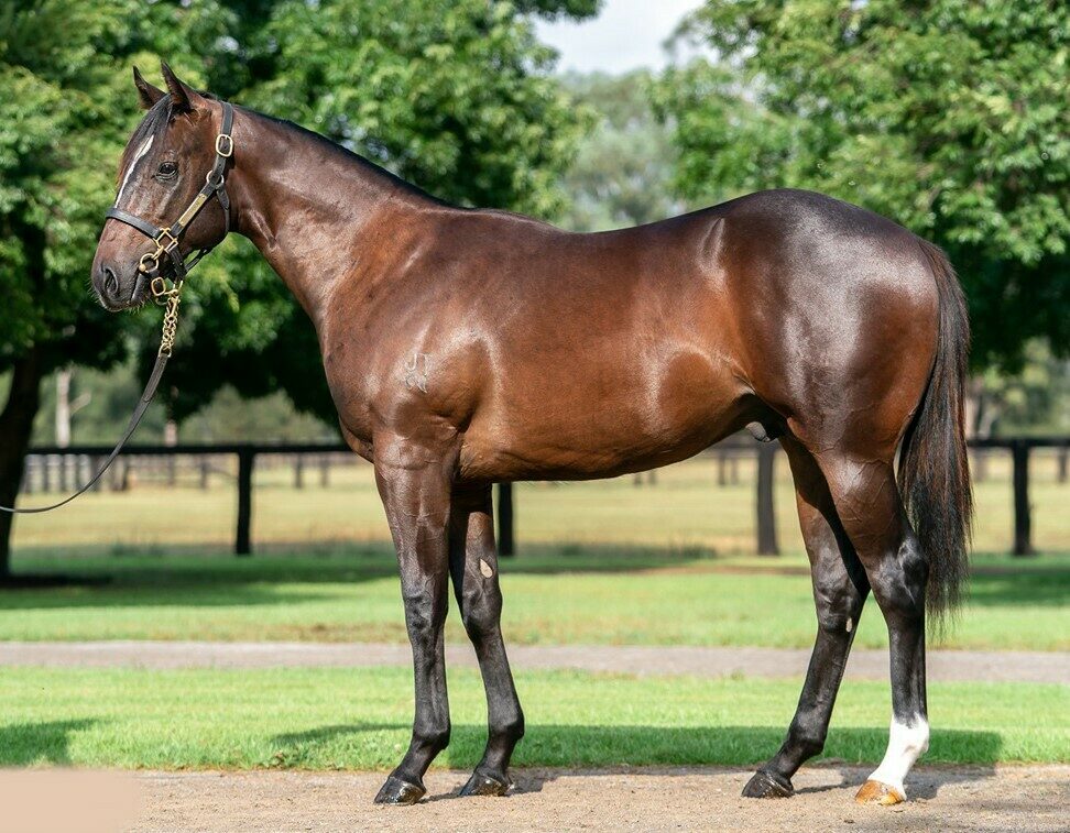 Basquiat Snitzel as a yearling Edited