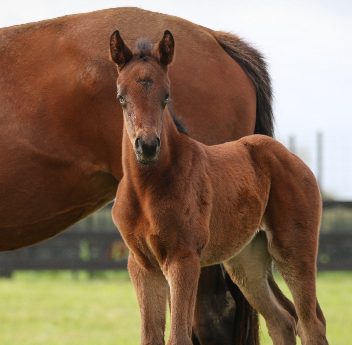 Salkantay 19 foal 3449 3