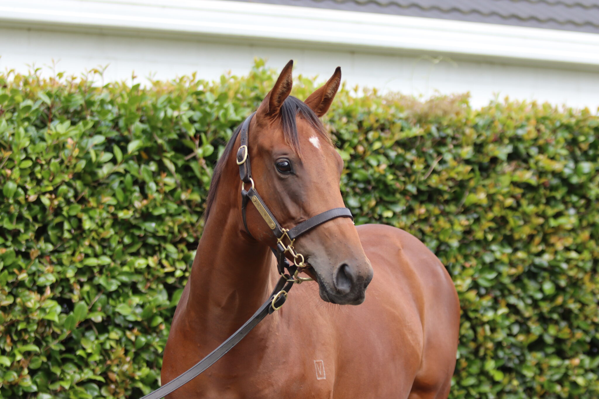 Lot 94 1