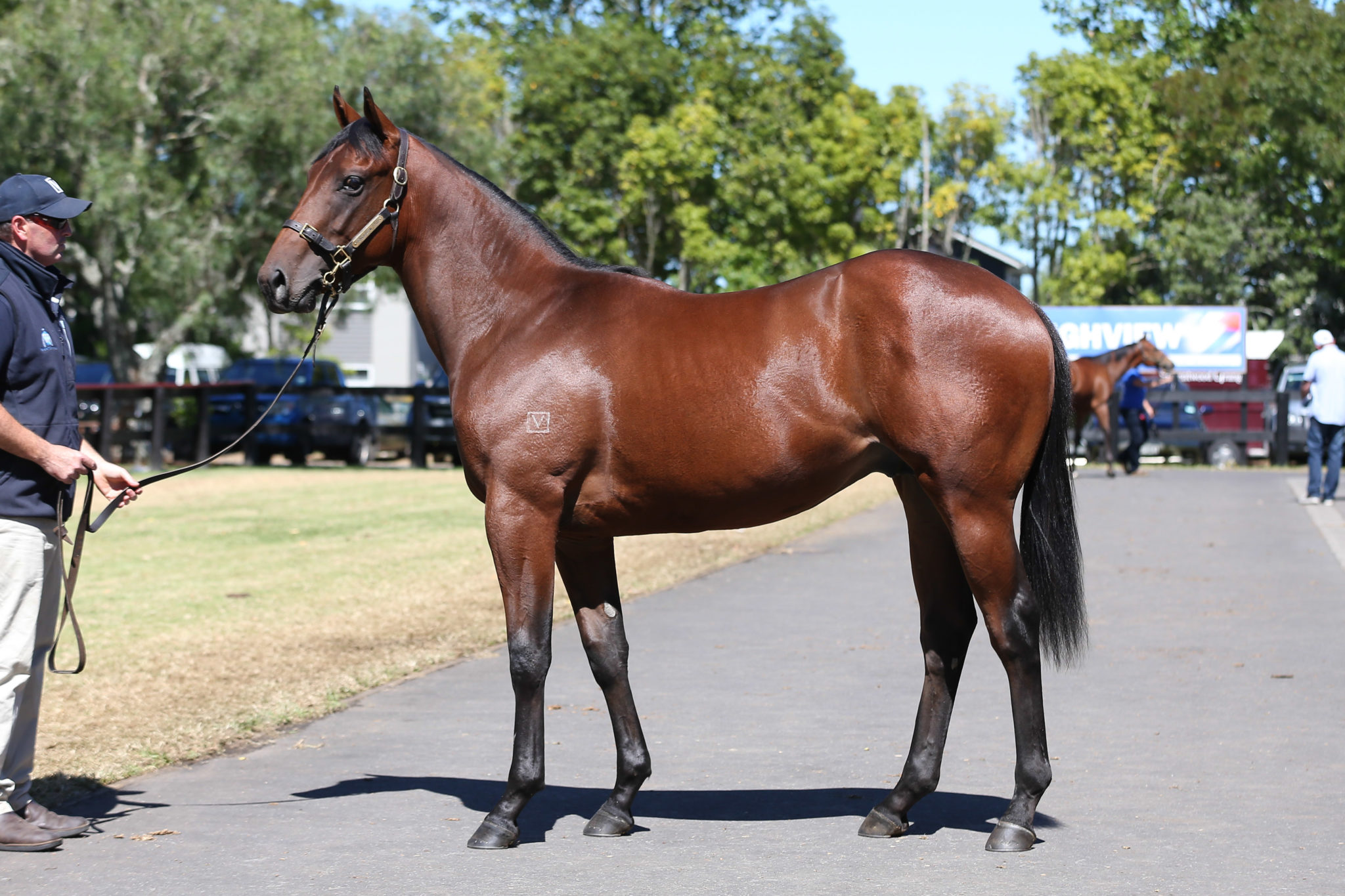 Fastnet Rock x Beyond The Sunset colt Lot 385 1