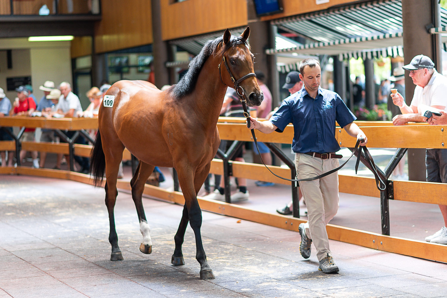 Lot 109 Tavistock x Miss Scarlatti 0152