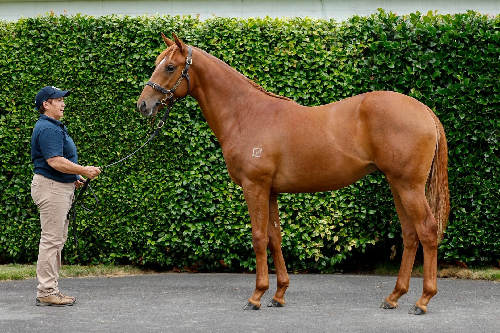 Lot 17