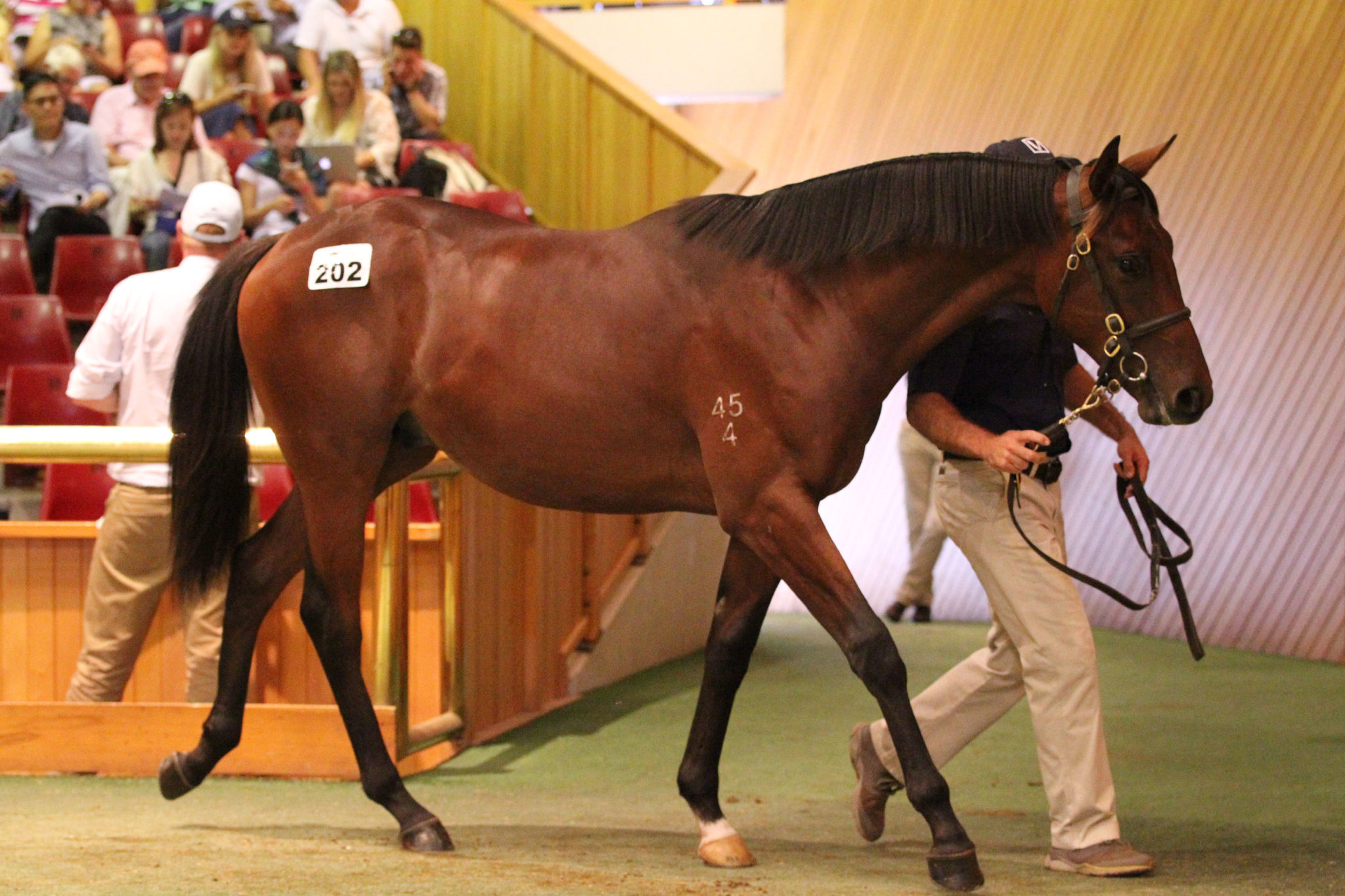 Lot 202 Savabeel x Boito Belle 25 01 2016 GEN Karaka Yearling Sales Sarah Ebbett 1307