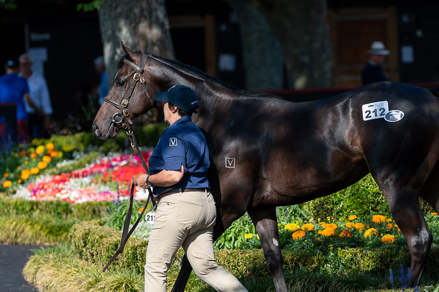 Lot 212 Lonhro x Rasa Lila 9178