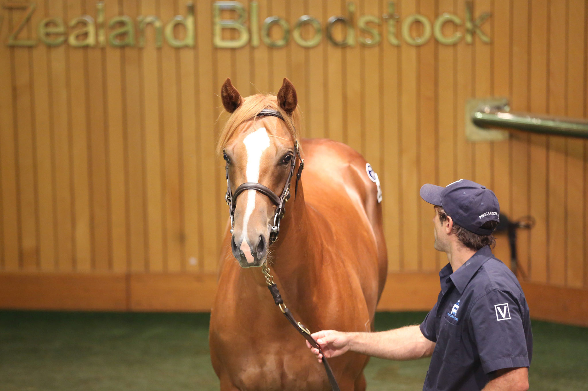 Lot 238 Snitzel x Dance My Dance 26 01 2016 GEN Karaka Yearling Sales Sarah Ebbett 339