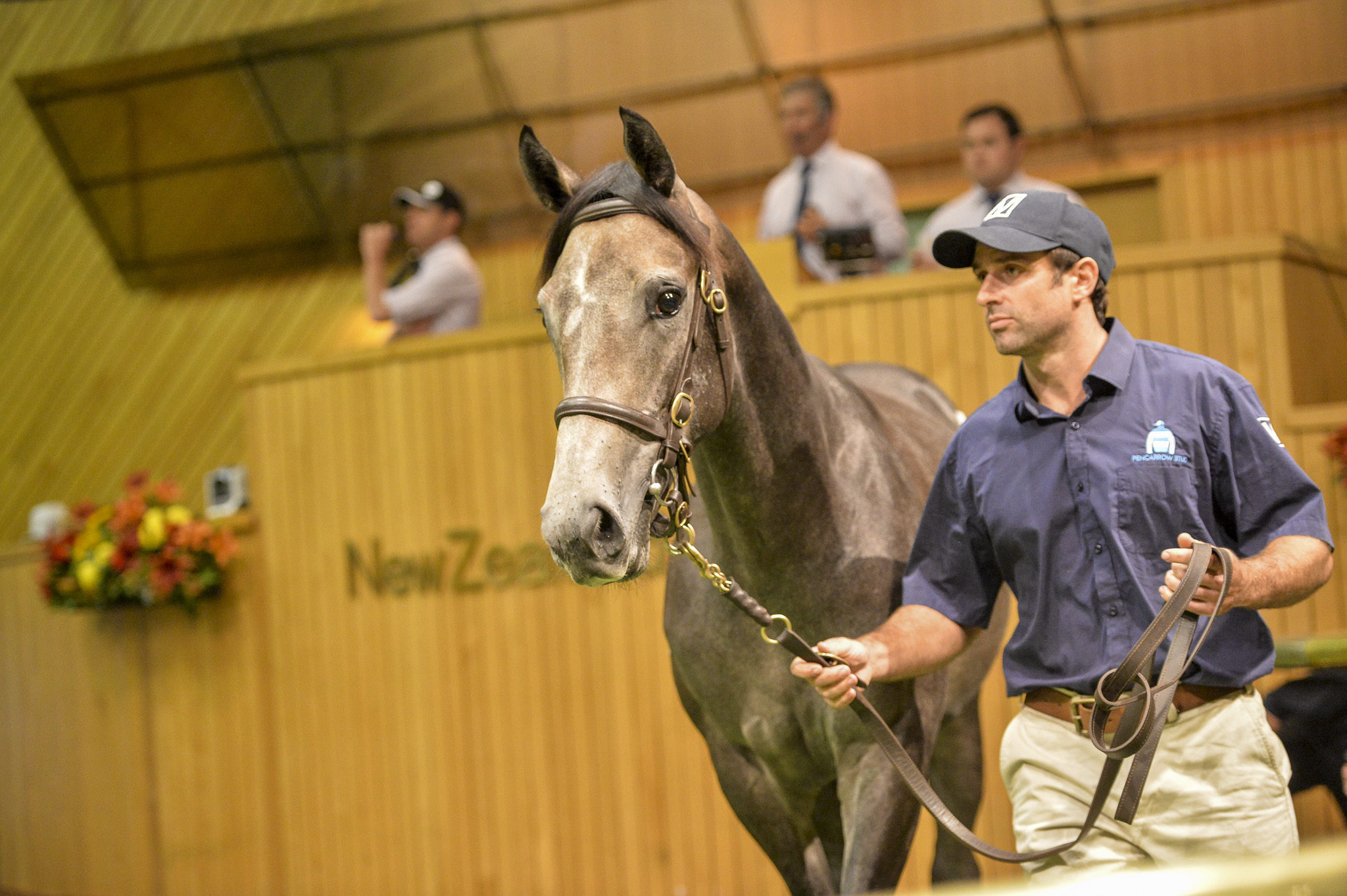 Lot 291 Day 2 NZB Karaka Premier Sarah Ebbett 20170131 DSC 8624