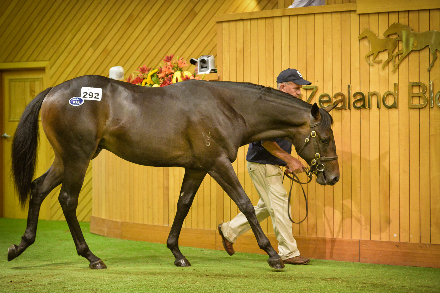 Lot 292 Pencarrow Auction Ring Yearling 3