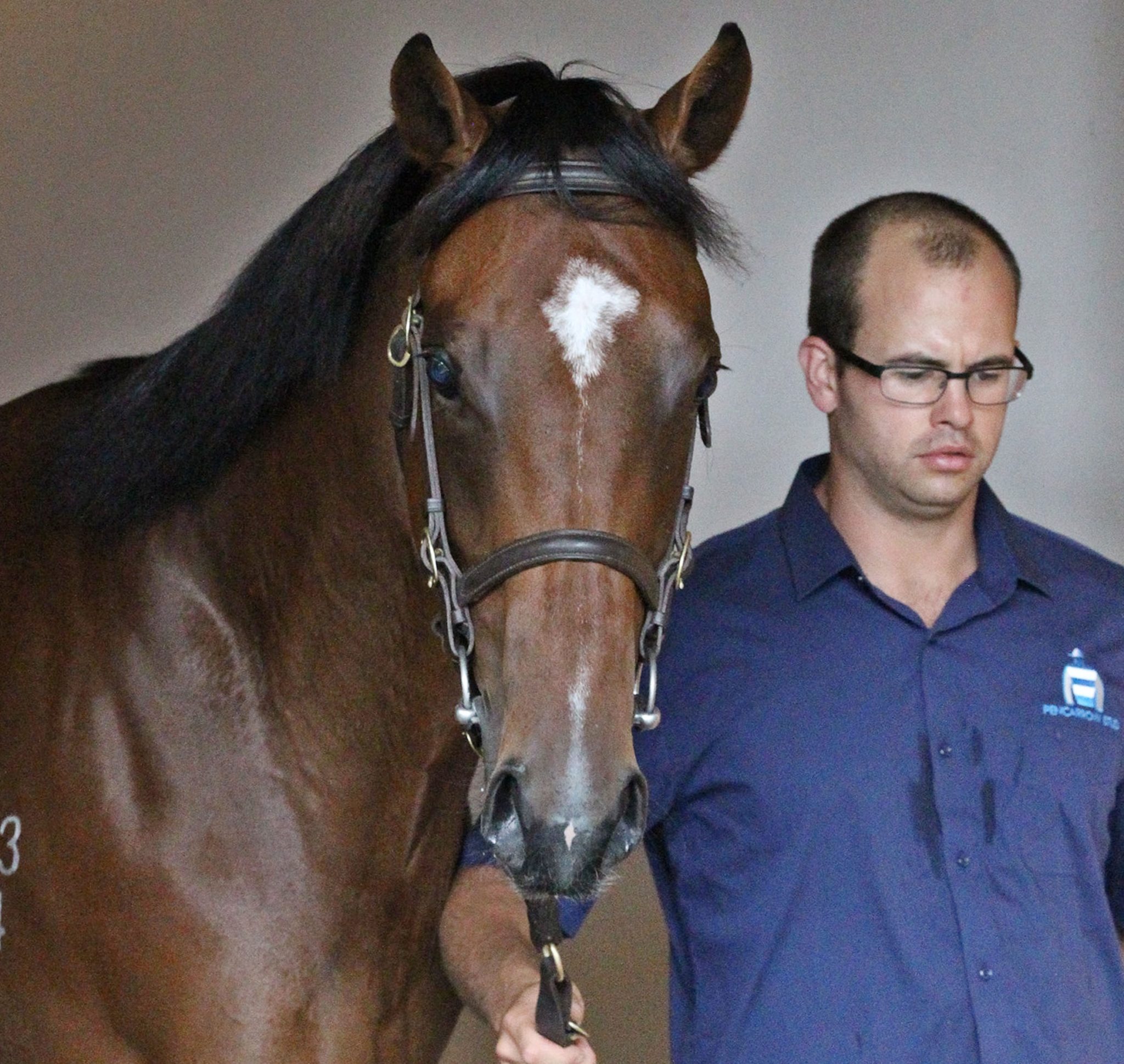 Lot 384tavistock x Macchiato 26 01 2016 GEN Karaka Yearling Sales Sarah Ebbett 848