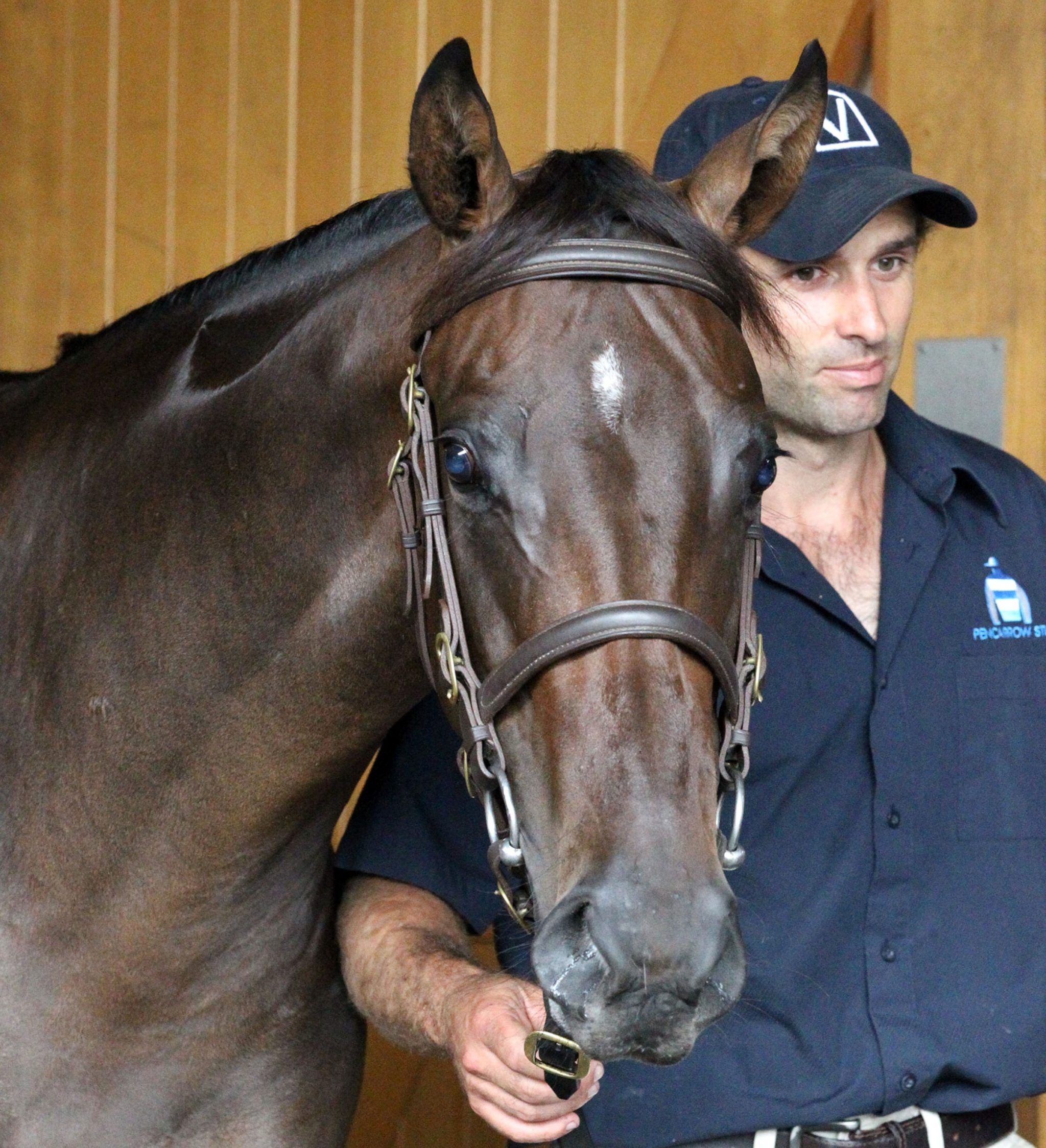 Lot 386 Ocean Park x Madeleine Noblet 26 01 2016 GEN Karaka Yearling Sales Sarah Ebbett 858