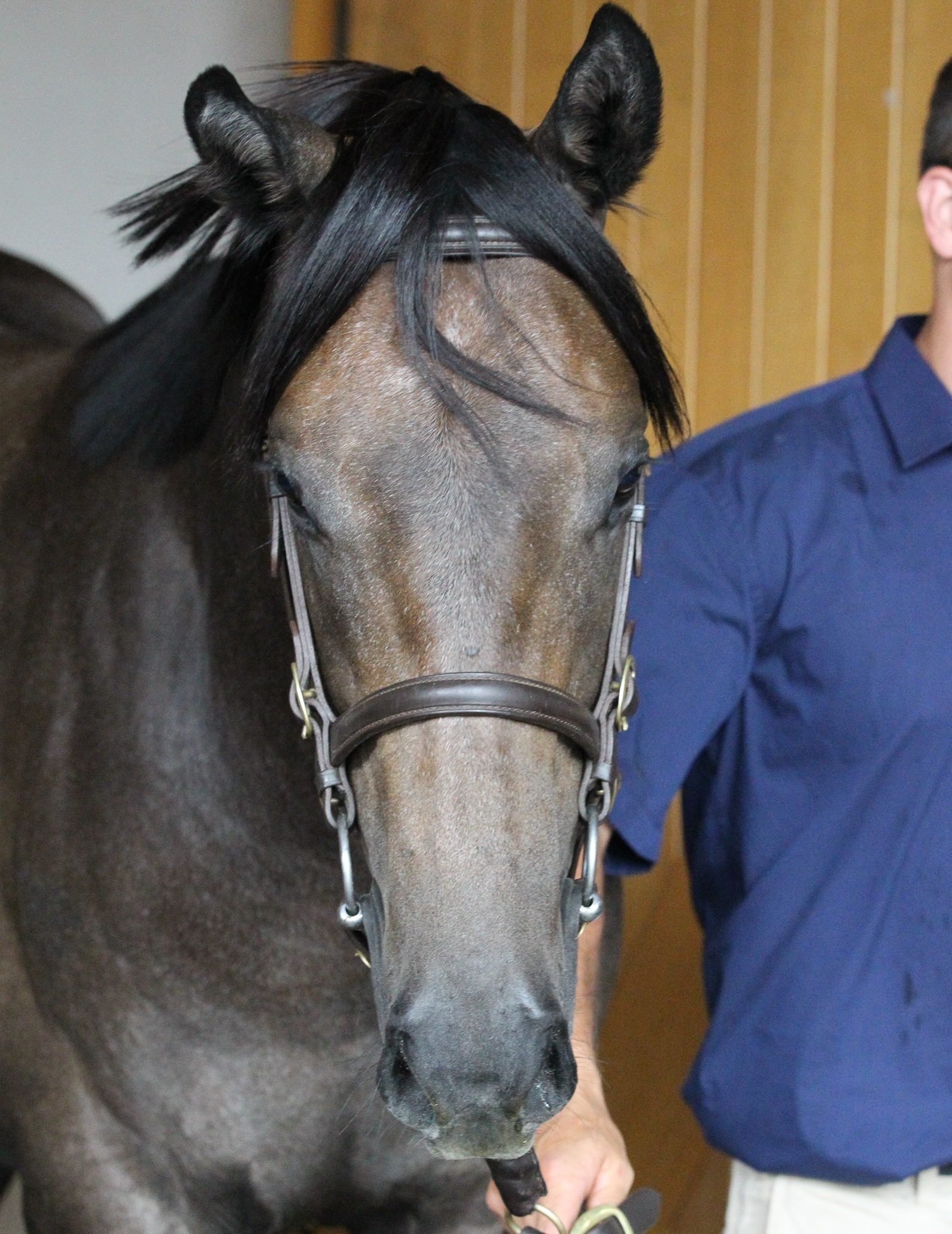 Lot 390 Commands x Marie Claire 26 01 2016 GEN Karaka Yearling Sales Sarah Ebbett 896