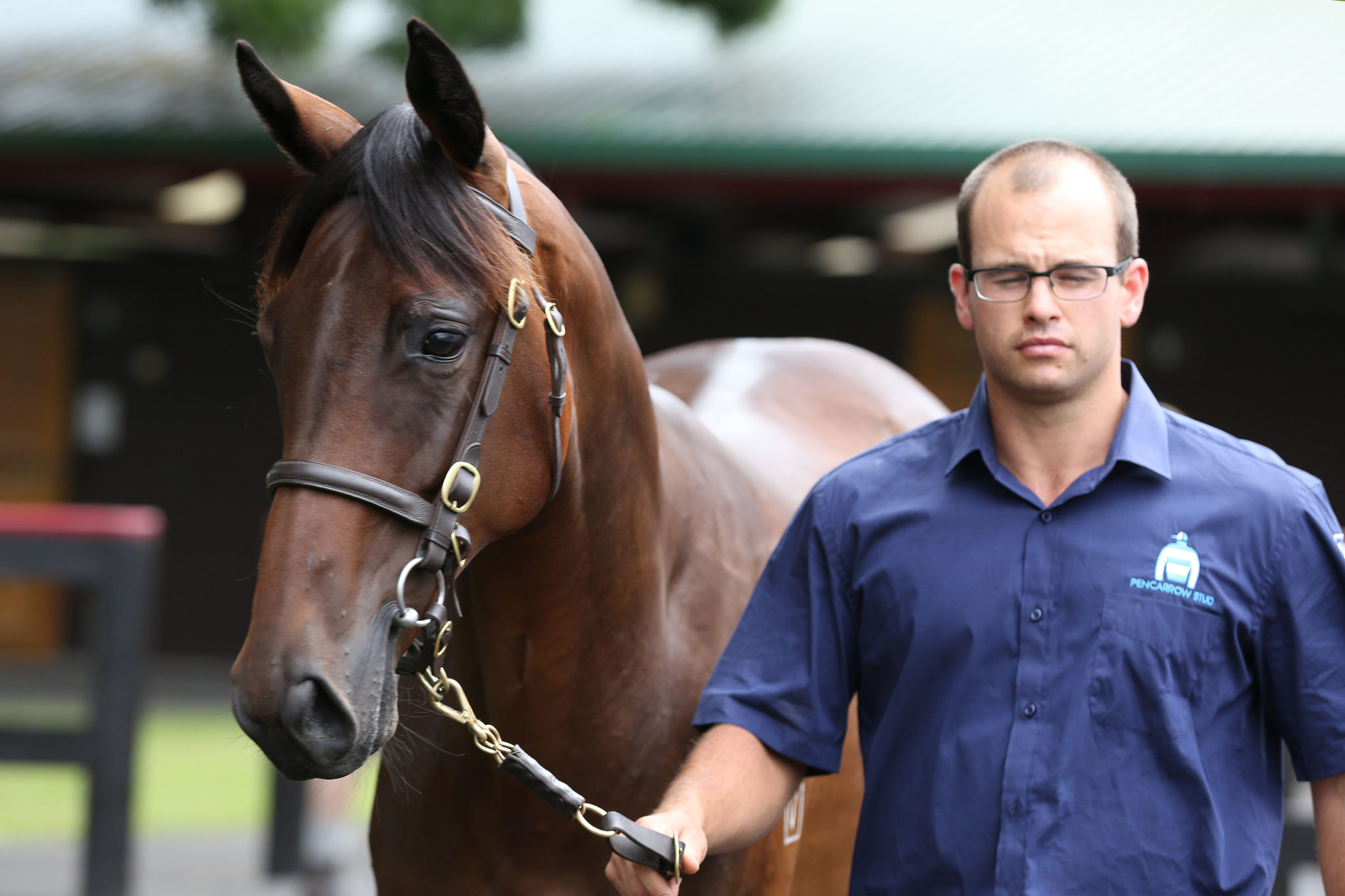 Lot 444 O Reilly x Orquidea 26 01 2016 GEN Karaka Yearling Sales Sarah Ebbett 623