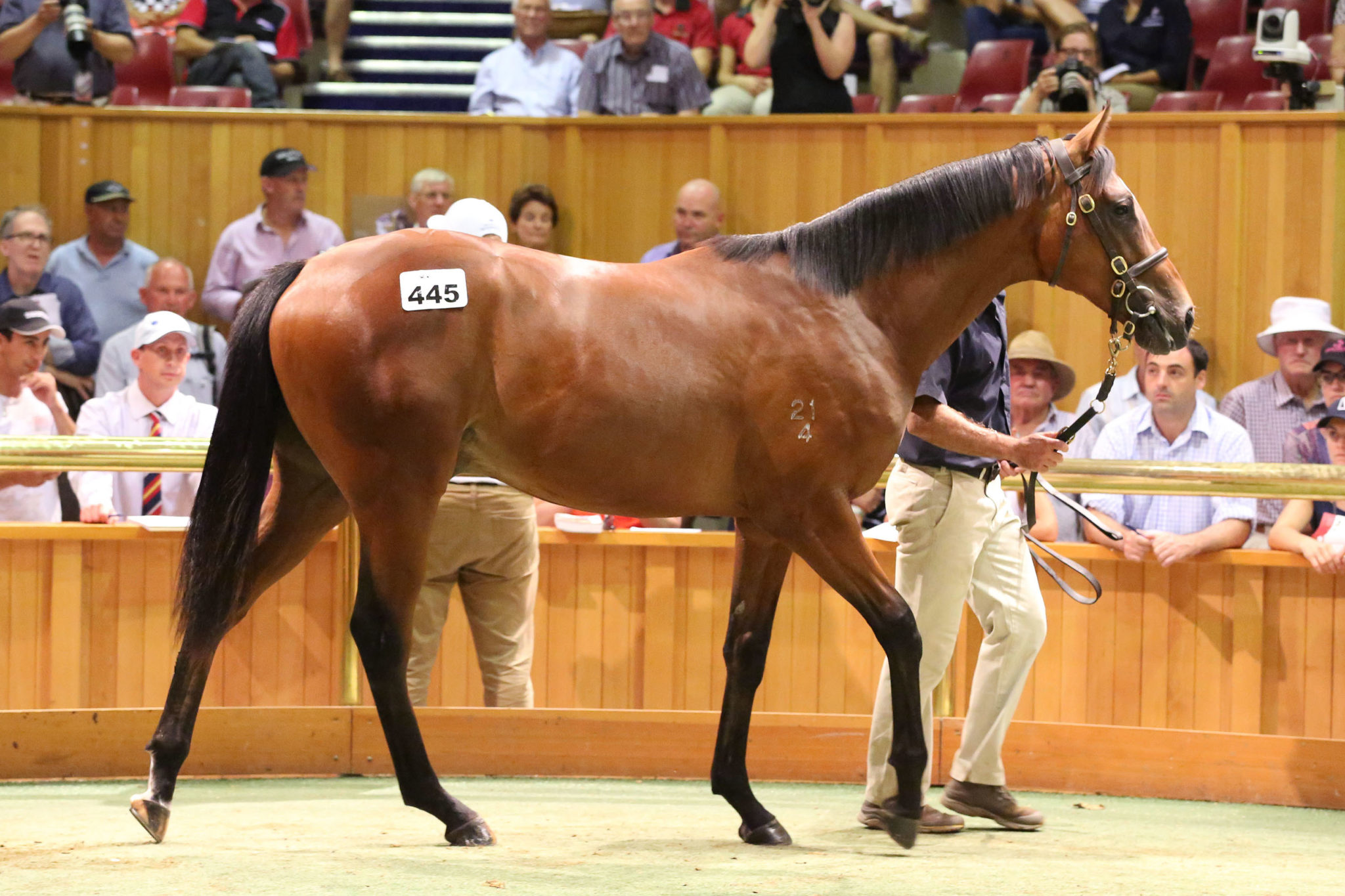 Lot 445 Frankel x Our Echezeaux 26 01 2016 GEN Karaka Yearling Sales Sarah Ebbett 664