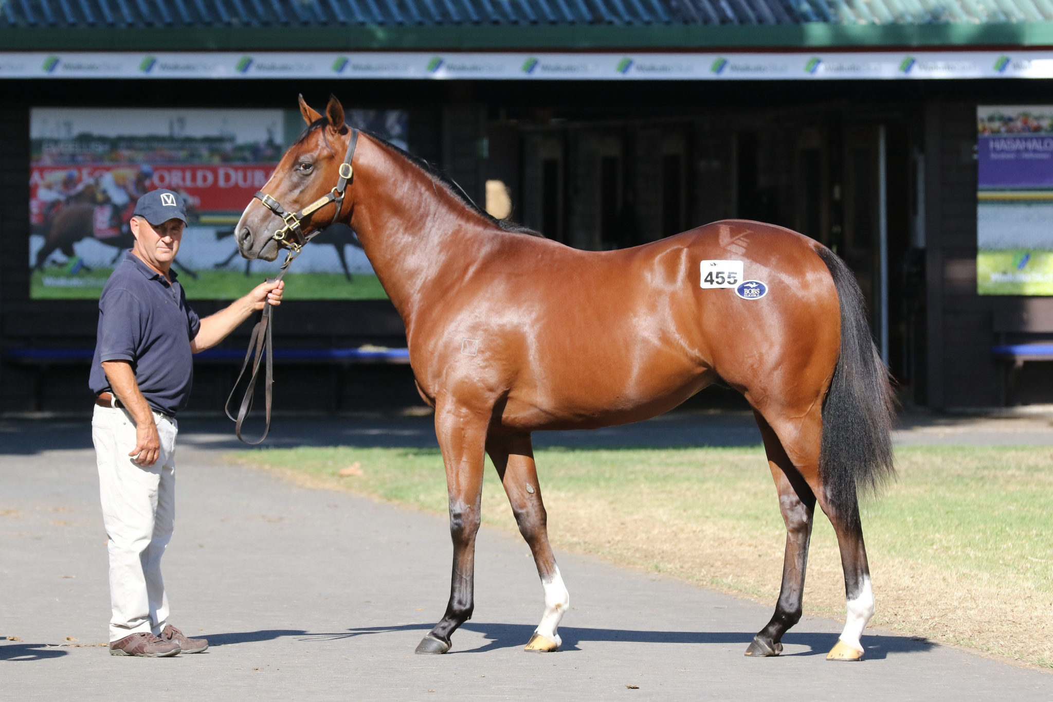 Lot 455 Exceed And Excel x Our Ella Belle 30 01 2018 GEN Karaka Yearling Sale 1201