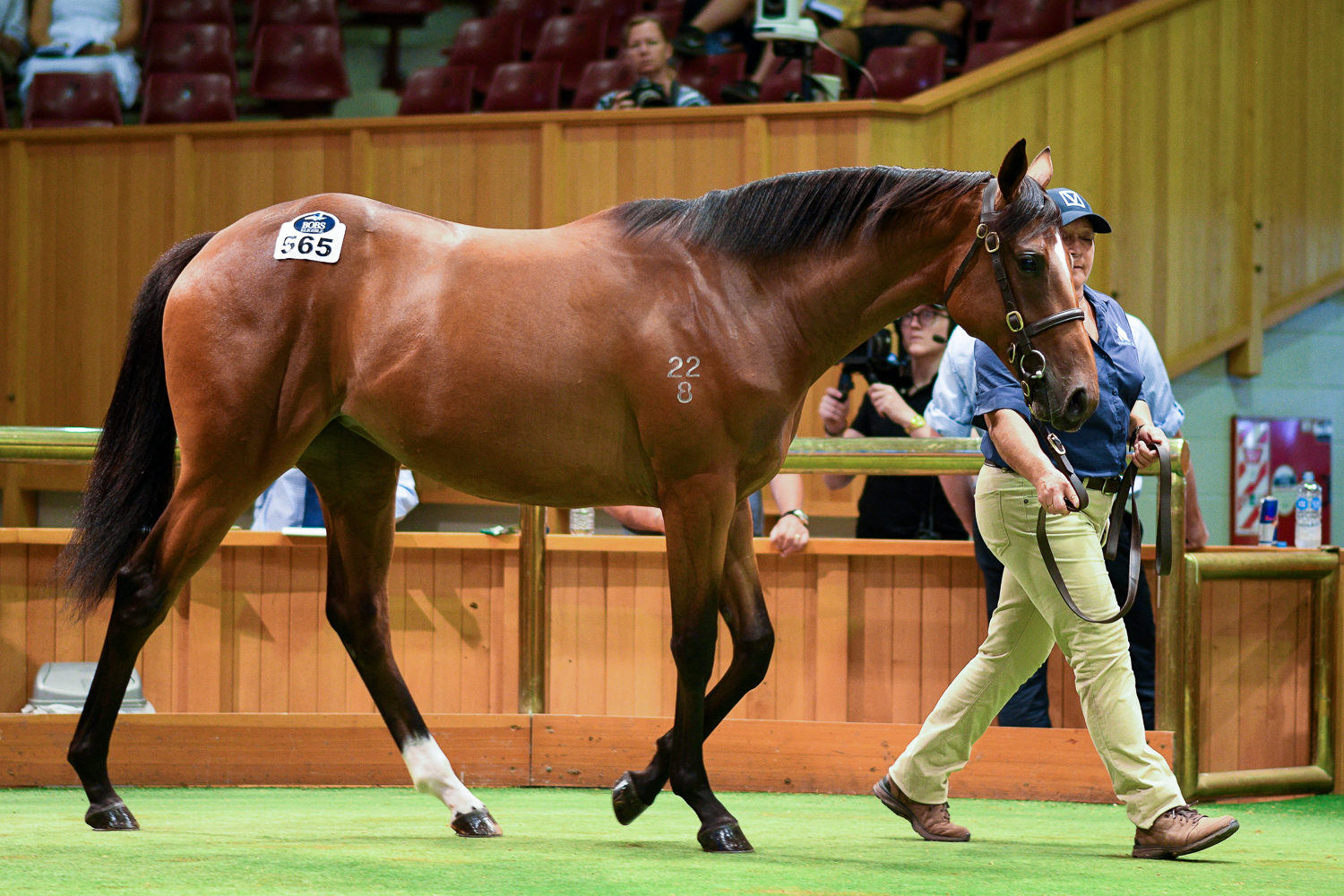 Lot 565 Snitzel x Echezeaux 2843