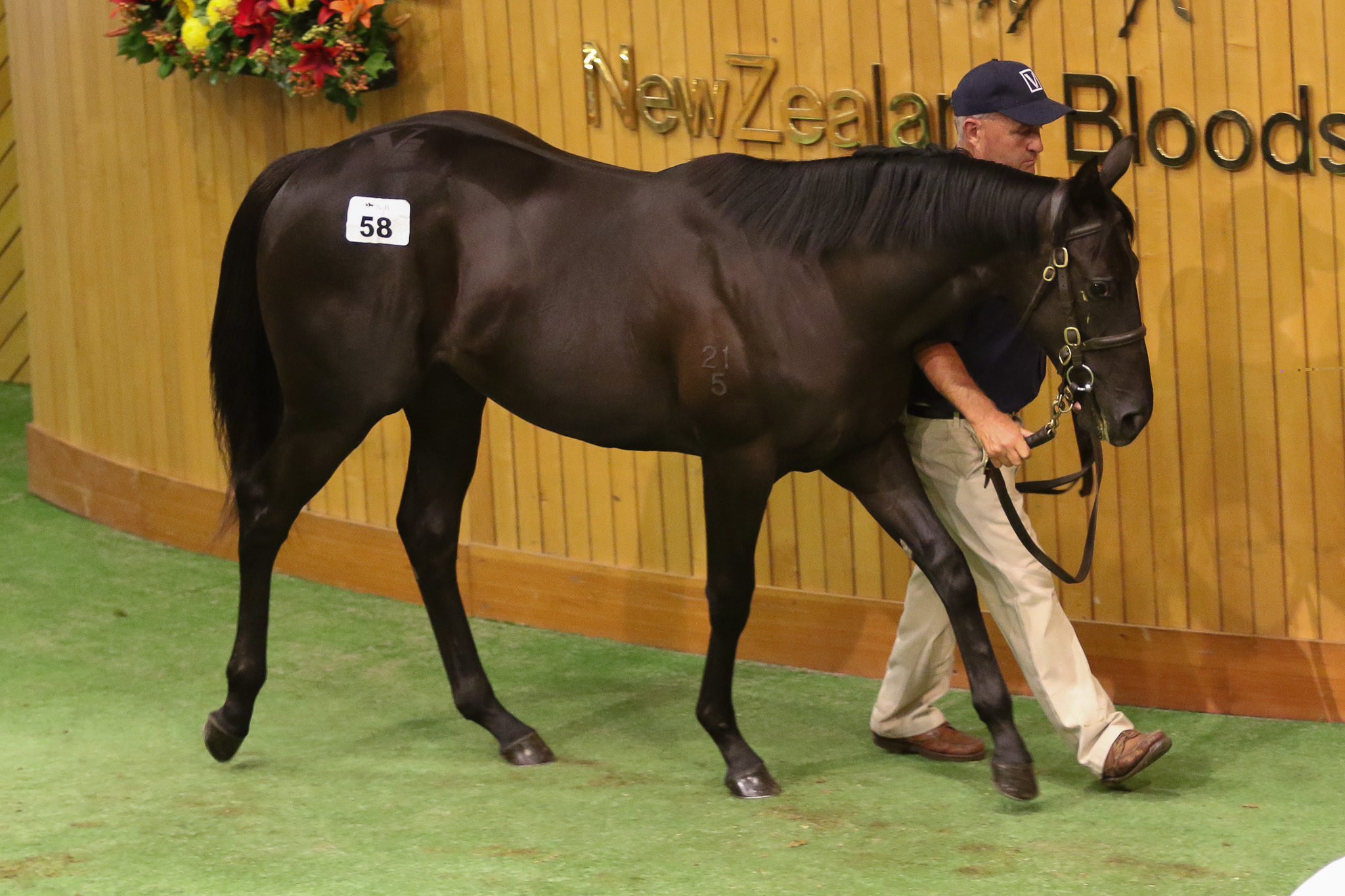 Lot 58 Savabeel Banchee 2