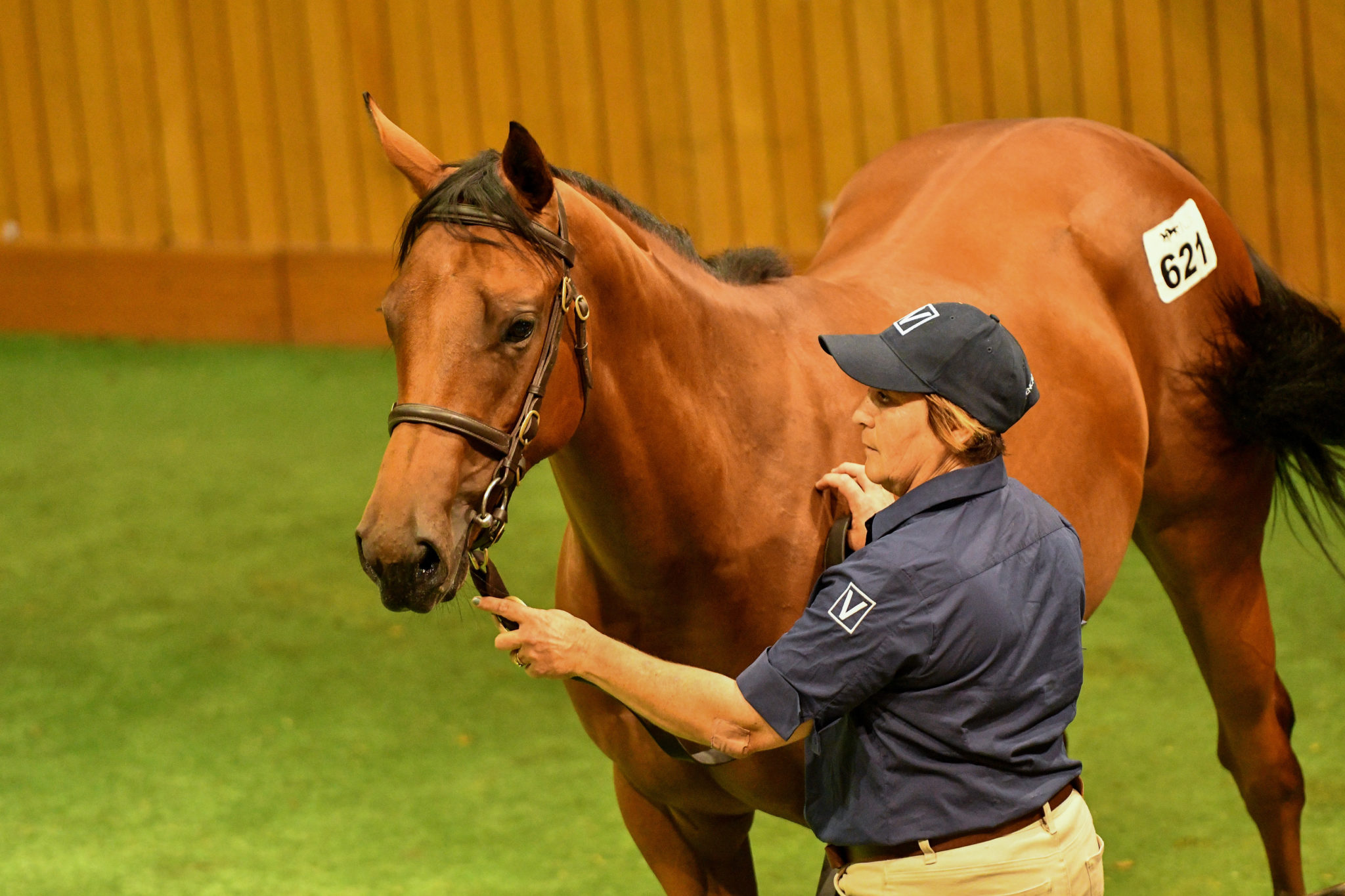 Lot 621 Savabeel x Star of Gibraltar Sarah Ebbett 31 1 18 29288