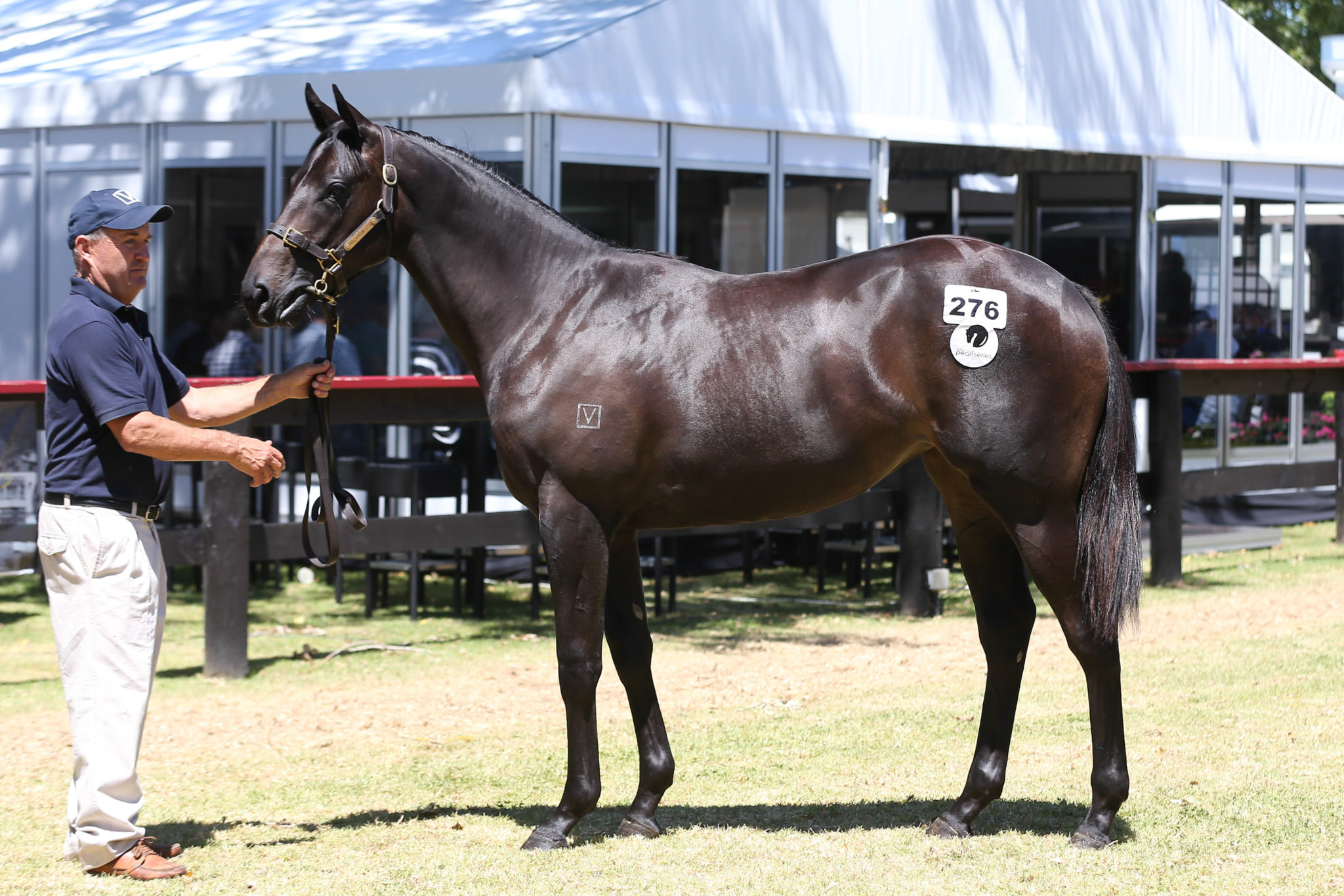 Zabeel x Star Jasmine filly Lot 276 1