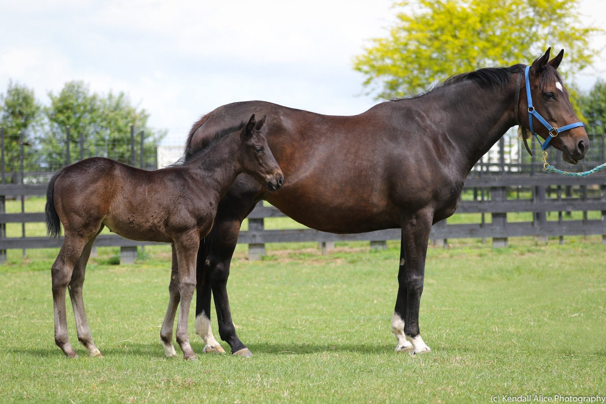 Assume foal 19 5405