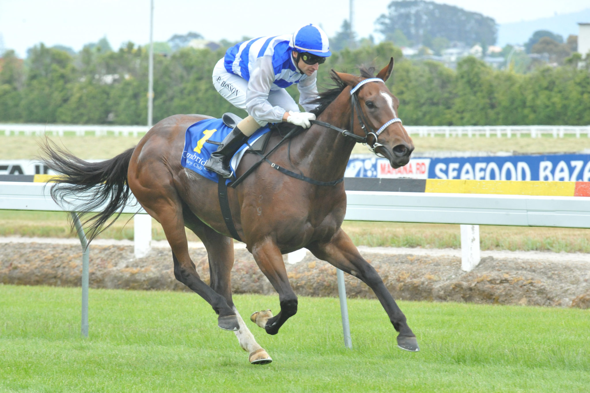 BIDDABLE RACE IMAGES PHOTO