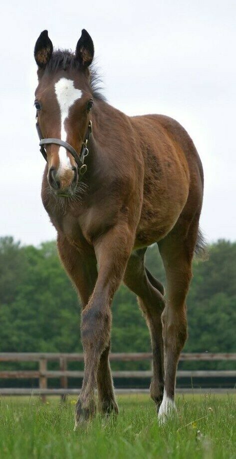 Blue Point x Babindi 2025 Filly 16wks standing front