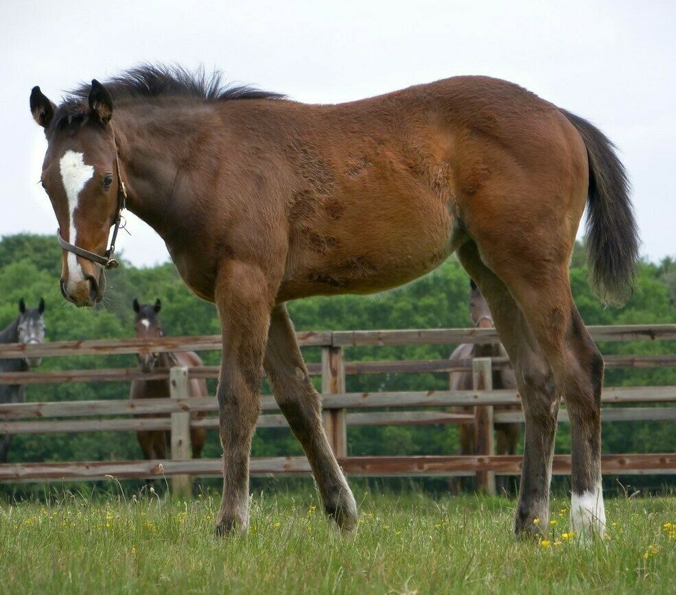 Blue Point x Babindi 2025 Filly 16wks standing side on