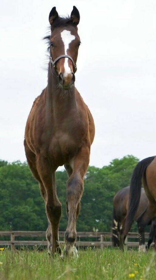 Blue Point x Babindi 2025 Filly 16wks walk front on