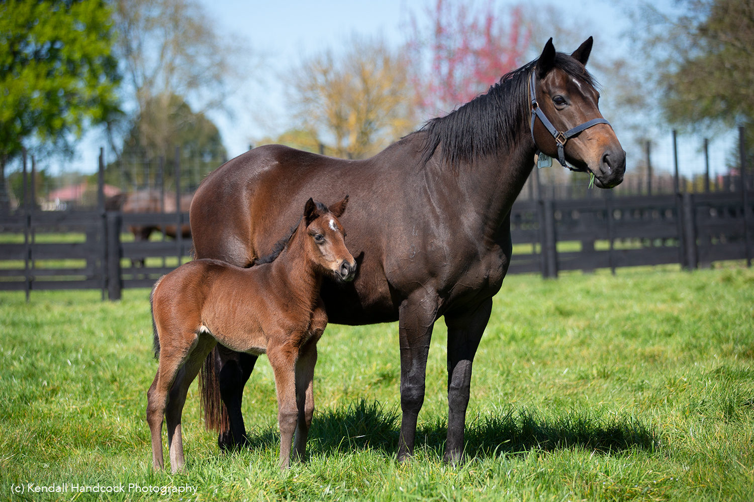 Camellia mare