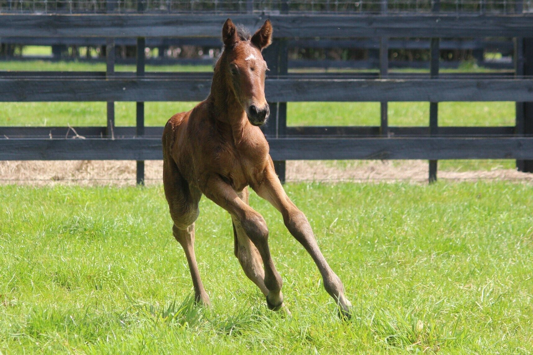 Circus Maximus x Breeze Colt 4 10 24 1