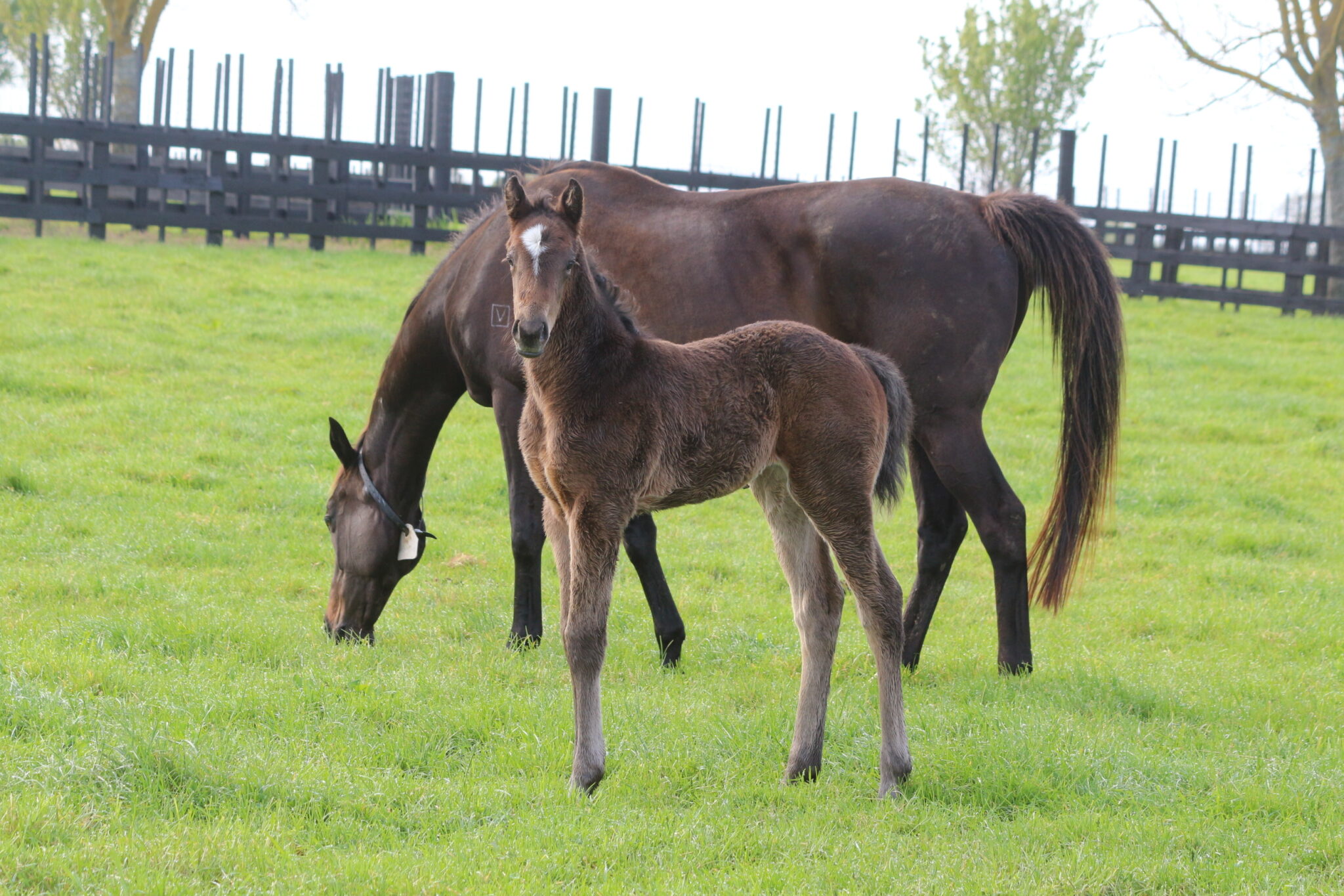 Deliciano 2025 Tarzino Filly 8 10 25 IMG 6907