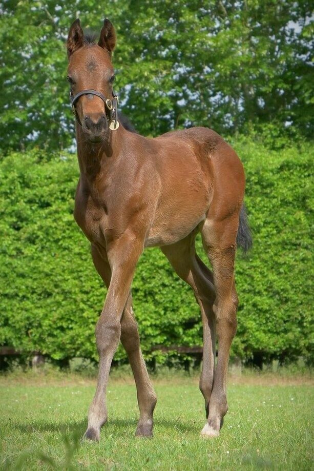 Harry Angel x Rubylina 2025 Colt 5wks standing