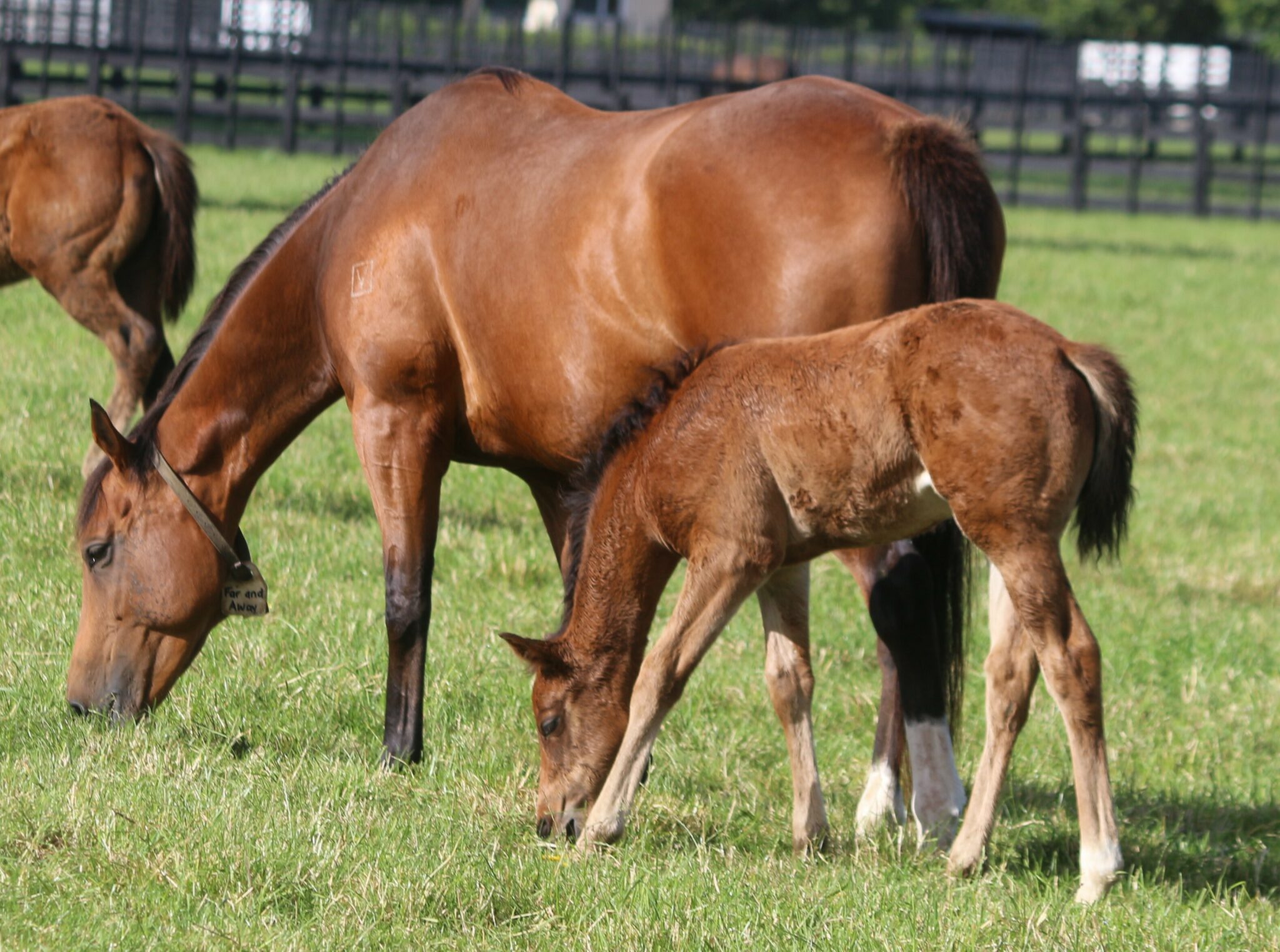 IMG 1095 Far and Away 25 web 1